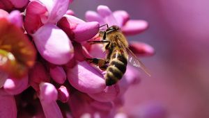 Preview wallpaper bee, flower, pink, pollination