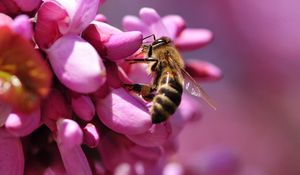 Preview wallpaper bee, flower, pink, pollination