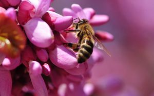 Preview wallpaper bee, flower, pink, pollination