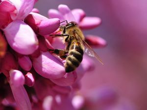 Preview wallpaper bee, flower, pink, pollination