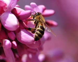 Preview wallpaper bee, flower, pink, pollination