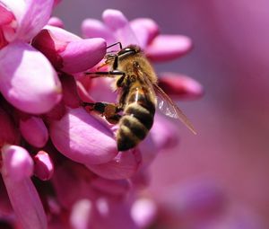 Preview wallpaper bee, flower, pink, pollination