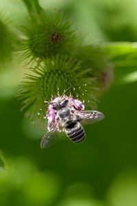 Preview wallpaper bee, flower, plant, macro, blur