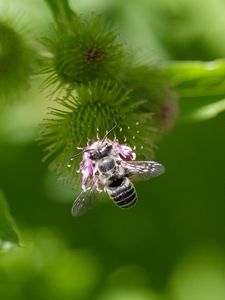 Preview wallpaper bee, flower, plant, macro, blur