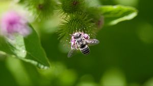Preview wallpaper bee, flower, plant, macro, blur