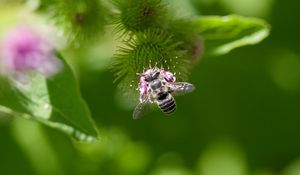 Preview wallpaper bee, flower, plant, macro, blur