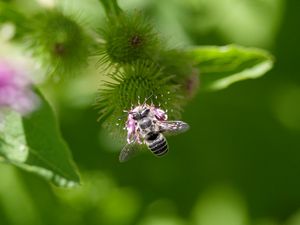 Preview wallpaper bee, flower, plant, macro, blur