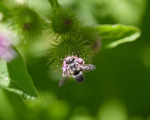 Preview wallpaper bee, flower, plant, macro, blur