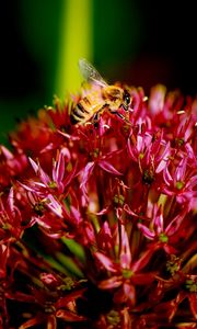 Preview wallpaper bee, flower, plant, dark