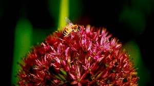 Preview wallpaper bee, flower, plant, dark