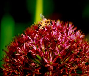 Preview wallpaper bee, flower, plant, dark