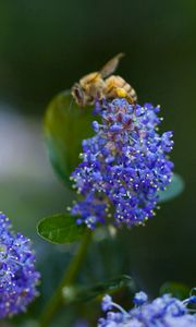 Preview wallpaper bee, flower, plant, light