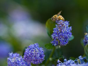 Preview wallpaper bee, flower, plant, light