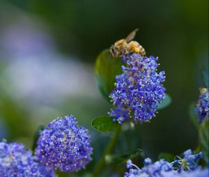 Preview wallpaper bee, flower, plant, light