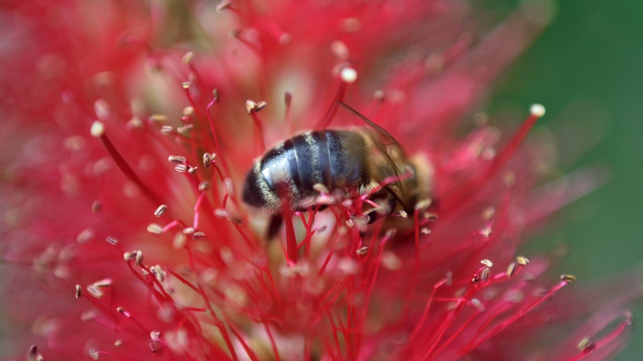Wallpaper bee, flower, pollen, red, macro