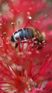 Preview wallpaper bee, flower, pollen, red, macro