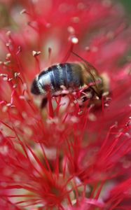 Preview wallpaper bee, flower, pollen, red, macro