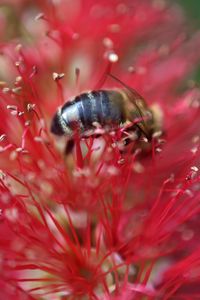 Preview wallpaper bee, flower, pollen, red, macro