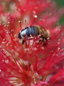 Preview wallpaper bee, flower, pollen, red, macro