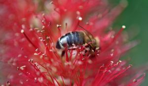 Preview wallpaper bee, flower, pollen, red, macro