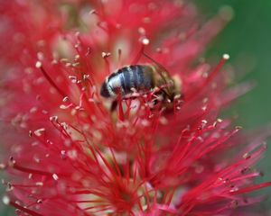 Preview wallpaper bee, flower, pollen, red, macro
