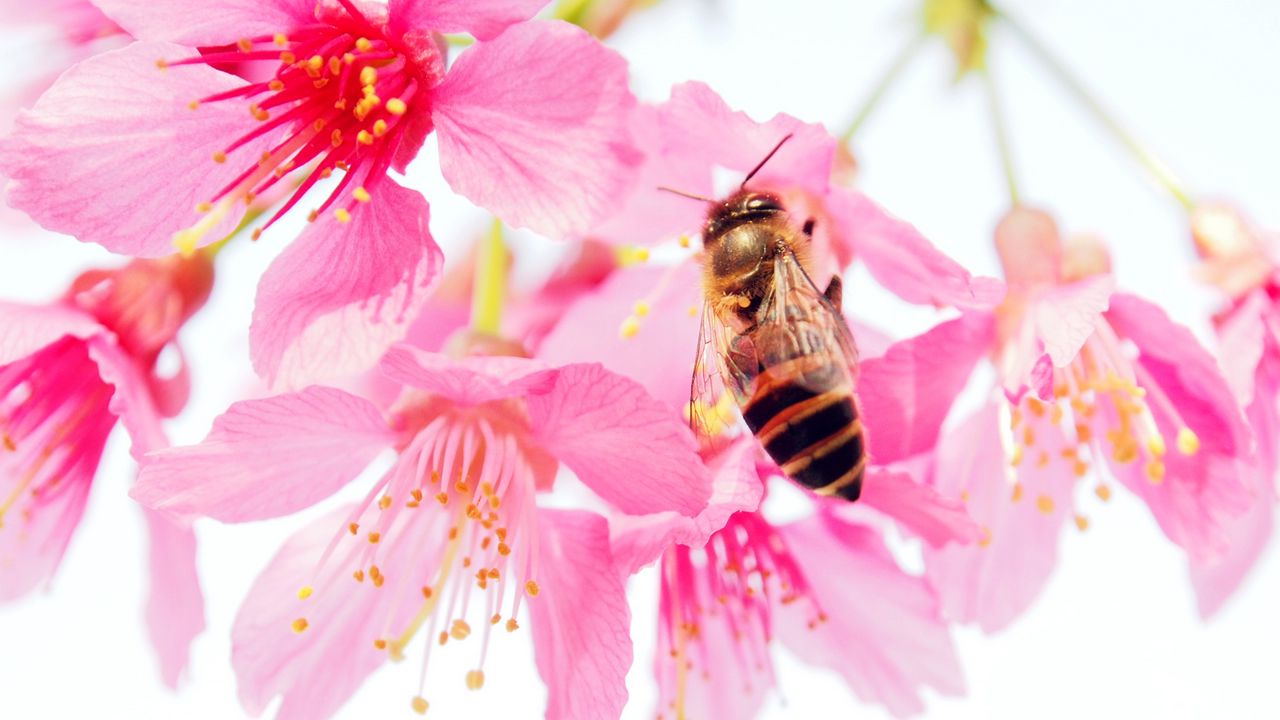 Wallpaper bee, flower, pollen, pink, petals