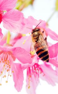 Preview wallpaper bee, flower, pollen, pink, petals