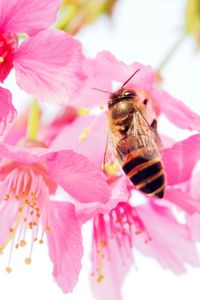 Preview wallpaper bee, flower, pollen, pink, petals