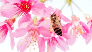 Preview wallpaper bee, flower, pollen, pink, petals