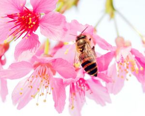 Preview wallpaper bee, flower, pollen, pink, petals