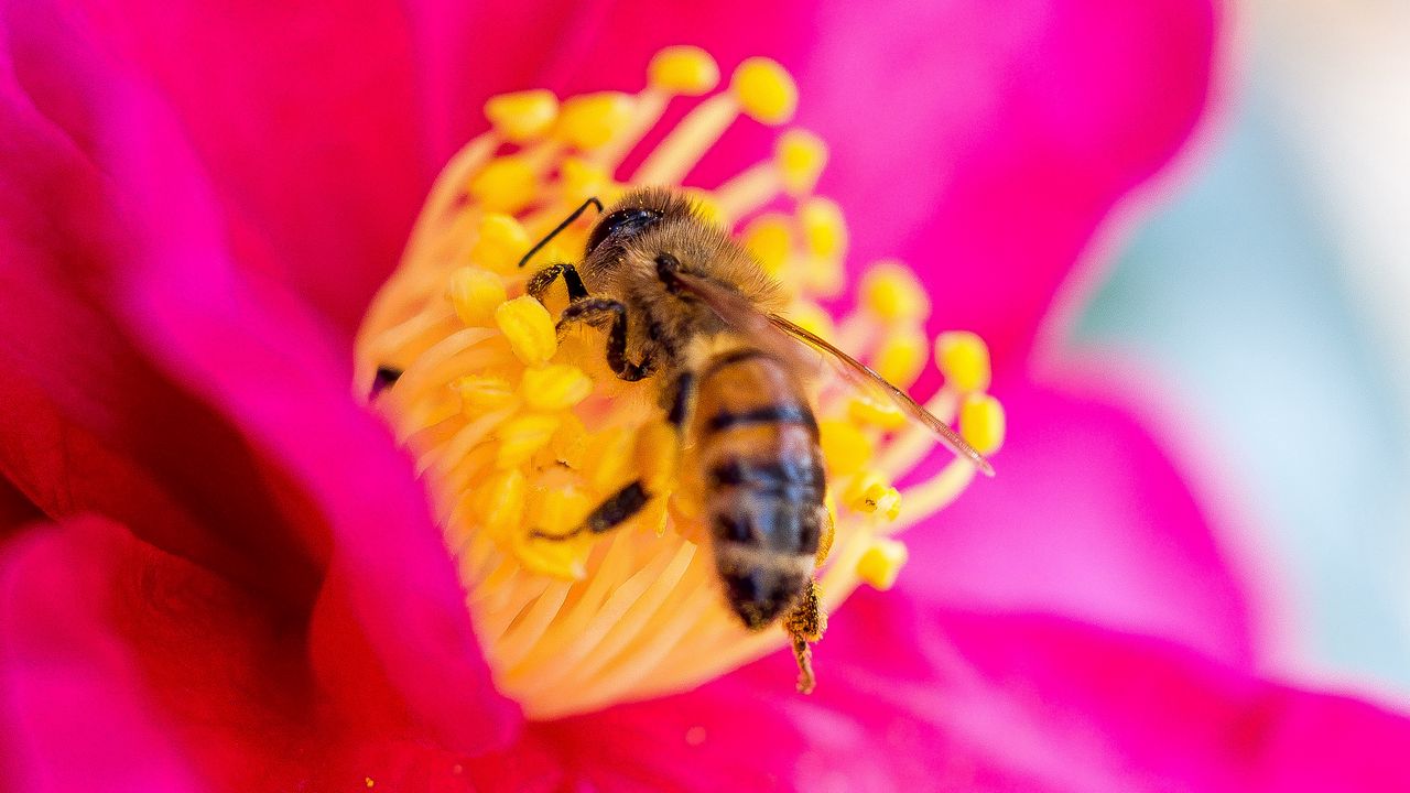 Wallpaper bee, flower, pollen, petals