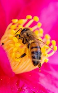 Preview wallpaper bee, flower, pollen, petals