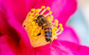 Preview wallpaper bee, flower, pollen, petals