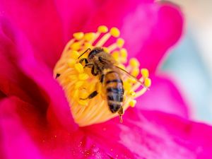 Preview wallpaper bee, flower, pollen, petals