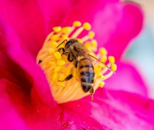 Preview wallpaper bee, flower, pollen, petals