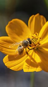Preview wallpaper bee, flower, pollen, macro, yellow