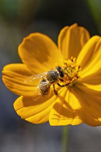 Preview wallpaper bee, flower, pollen, macro, yellow