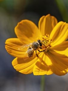 Preview wallpaper bee, flower, pollen, macro, yellow