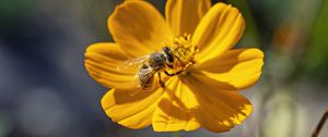 Preview wallpaper bee, flower, pollen, macro, yellow