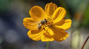 Preview wallpaper bee, flower, pollen, macro, yellow