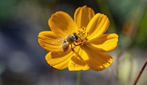 Preview wallpaper bee, flower, pollen, macro, yellow