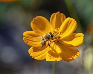 Preview wallpaper bee, flower, pollen, macro, yellow