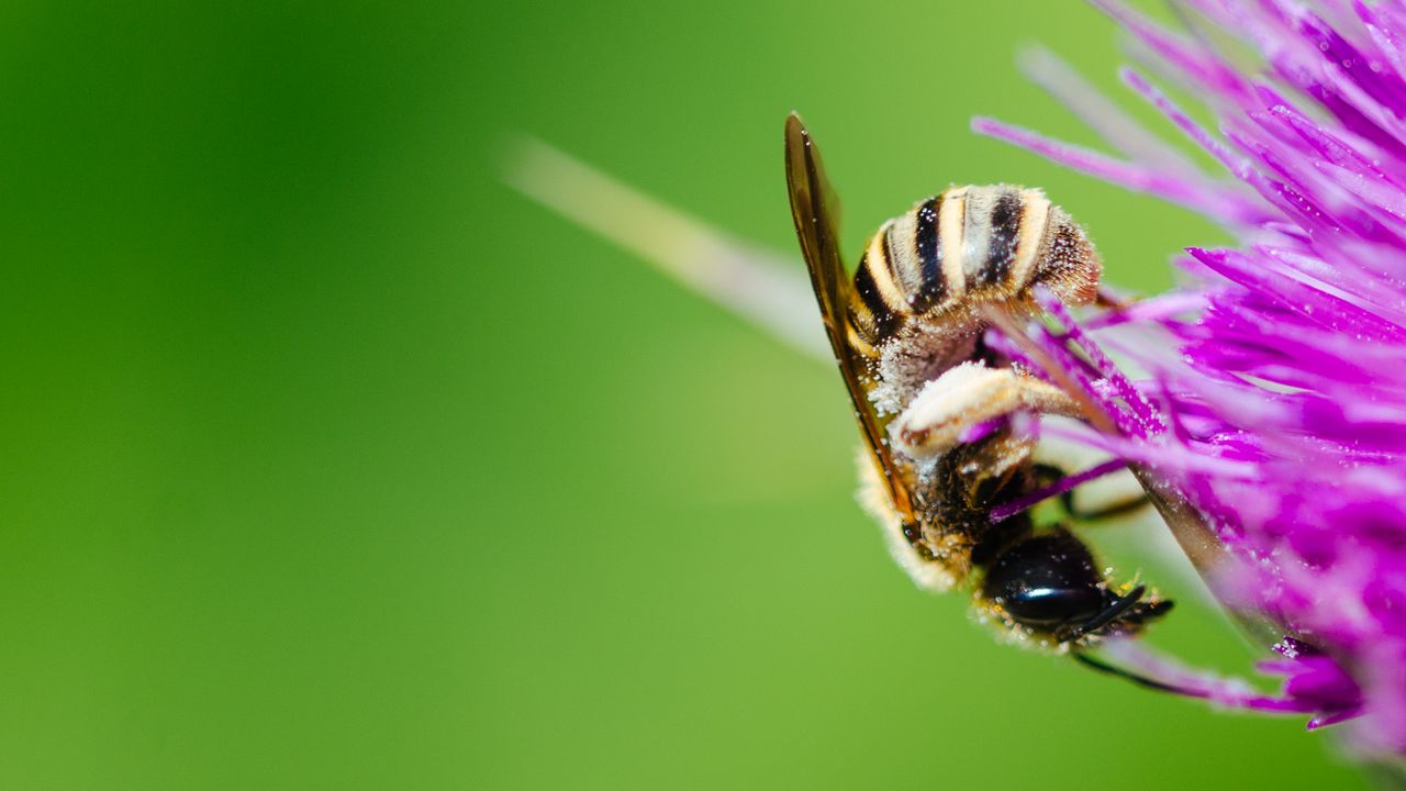 Wallpaper bee, flower, pollen