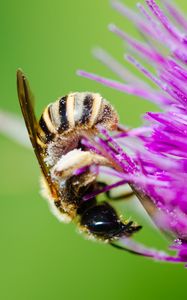 Preview wallpaper bee, flower, pollen