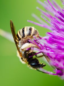 Preview wallpaper bee, flower, pollen