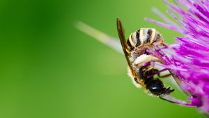 Preview wallpaper bee, flower, pollen
