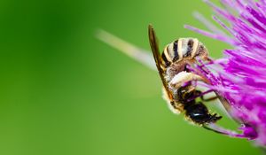 Preview wallpaper bee, flower, pollen