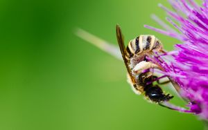 Preview wallpaper bee, flower, pollen