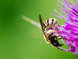 Preview wallpaper bee, flower, pollen