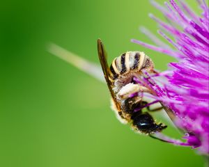 Preview wallpaper bee, flower, pollen